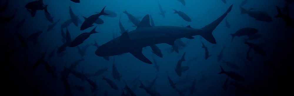 Galapagos-Shark-schooling-creolfish-pages-small.jpg
